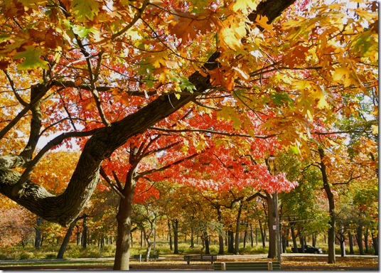 Toronto’s iconic buildings in autumn