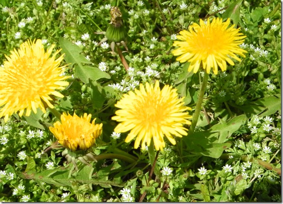 Toronto’s spring gems—dandelions