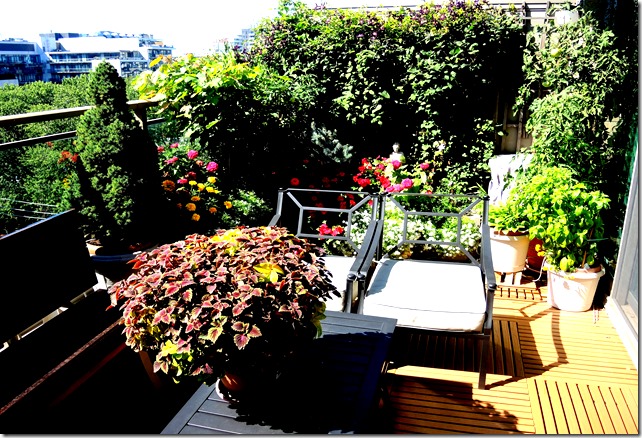 Terrace/balcony gardening—Toronto—2016